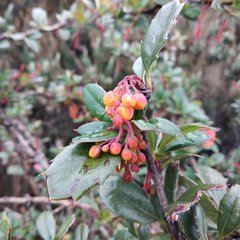 Berberis pichinchensis