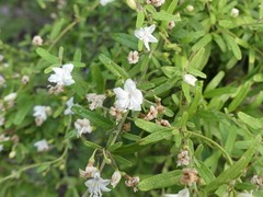 Jacquemontia havanensis