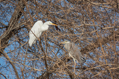 Ardea cinerea