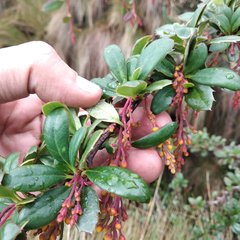 Berberis pichinchensis
