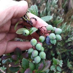 Berberis pichinchensis