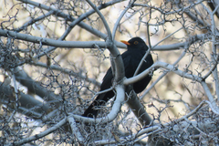 Turdus merula