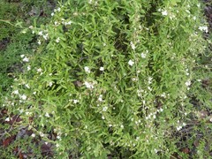 Jacquemontia havanensis