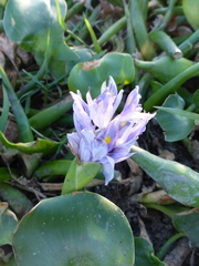 Eichhornia crassipes image