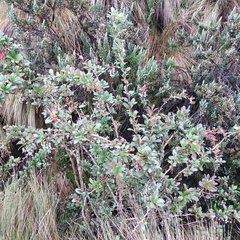 Berberis pichinchensis