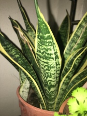 Sansevieria trifasciata