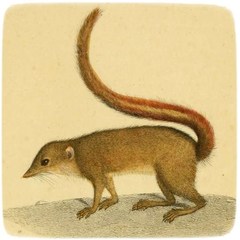 Striped Treeshrew photo 1