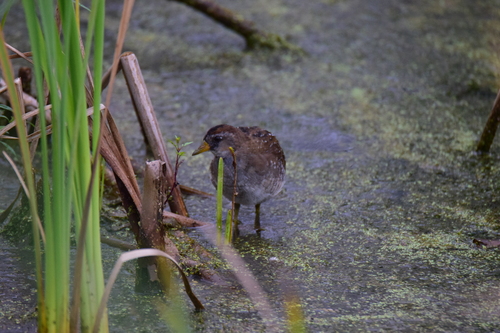 Rallidae image