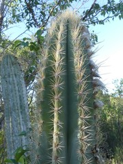 Pilosocereus