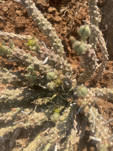 Euphorbia maleolens, photograph 2