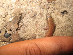Mochlus pembanus