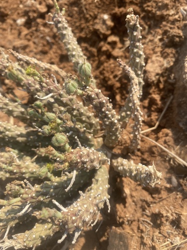 Euphorbia maleolens, photograph 3