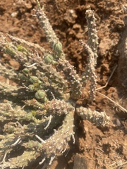 Euphorbia maleolens, photograph author not stated, no rights reserved