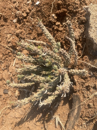 Euphorbia maleolens, photograph 4