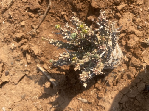 Euphorbia maleolens