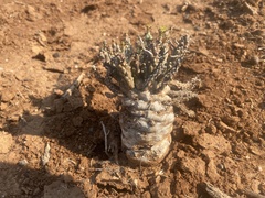 Euphorbia maleolens, photograph author not stated, no rights reserved
