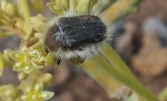 Tropinota squalida canariensis