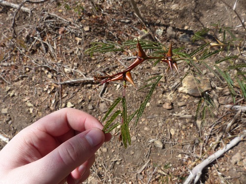 Vachellia collinsii