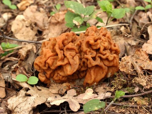 Didysis bobausis nuotrauka