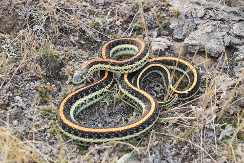 Plains Garter Snake