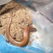 Pemba Island Writhing Skink - Photo (c) Nicole F. Angeli, some rights reserved (CC BY-NC), uploaded by Nicole F. Angeli