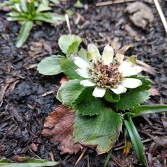 Eryngium humile