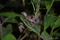 Anolis scypheus