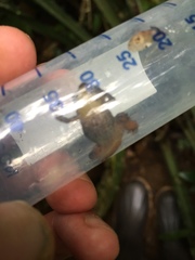 Diasporus quidditus