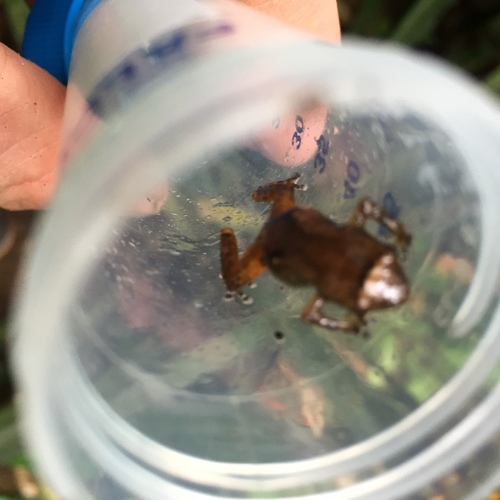 Diasporus quidditus