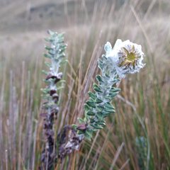 Lasiocephalus ovatus