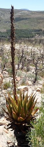 Image of Aloe lineata by (c) Nicola van Berkel, some rights reserved (CC BY-SA)