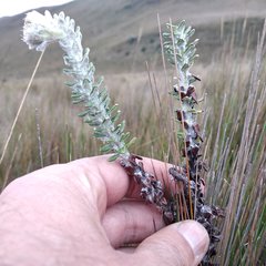 Lasiocephalus ovatus