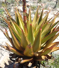 Aloe lineata
