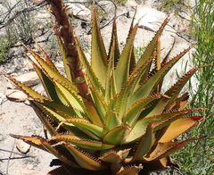 Aloe lineata