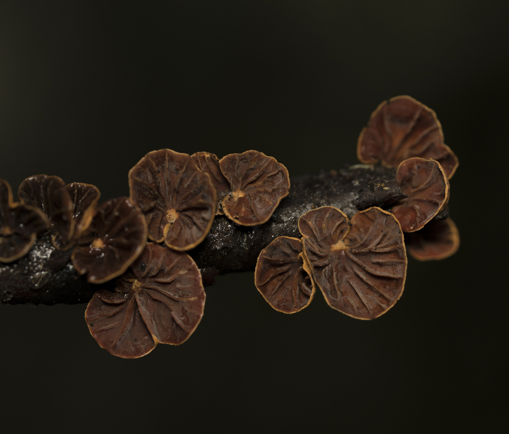 Anthracophyllum discolor · July 2023 · photo: © sur_endemico (iNaturalist, cc-by-nc)