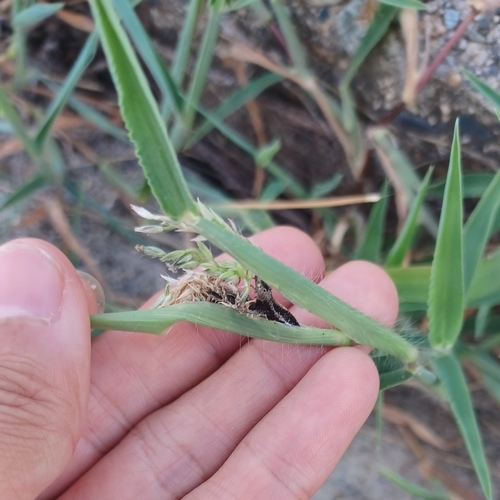 観察された菌類