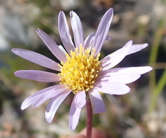 Afroaster hispidus