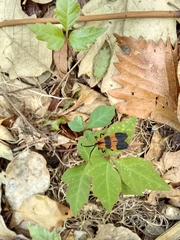 Calopteron discrepans