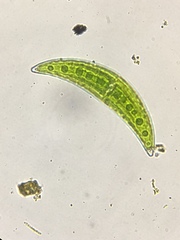 Closterium moniliferum
