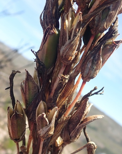 Image of Aloe lineata by (c) Nicola van Berkel, some rights reserved (CC BY-SA)