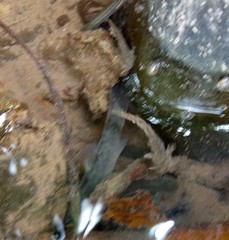 Trichomycterus borellii