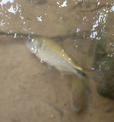 Characidae