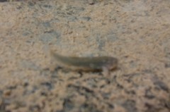 Trichomycterus borellii