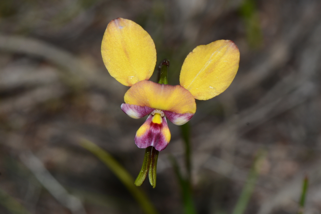beautiful donkey orchid