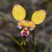 Beautiful Donkey Orchid - Photo (c) Michael Keogh, some rights reserved (CC BY-NC-SA), uploaded by Michael Keogh