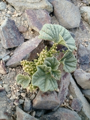 Dioscorea volckmannii