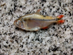 Characidae