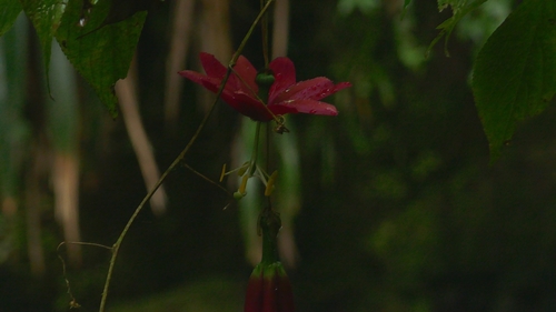 Image of Passiflora antioquiensis by (c) Daniel Mesa, some rights reserved (CC BY)