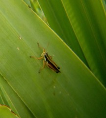 Dichroplus elongatus