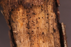 Durella